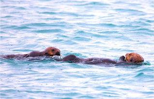 阿拉斯加野生动物救援 第一季,勇闯极地，守护自然传奇